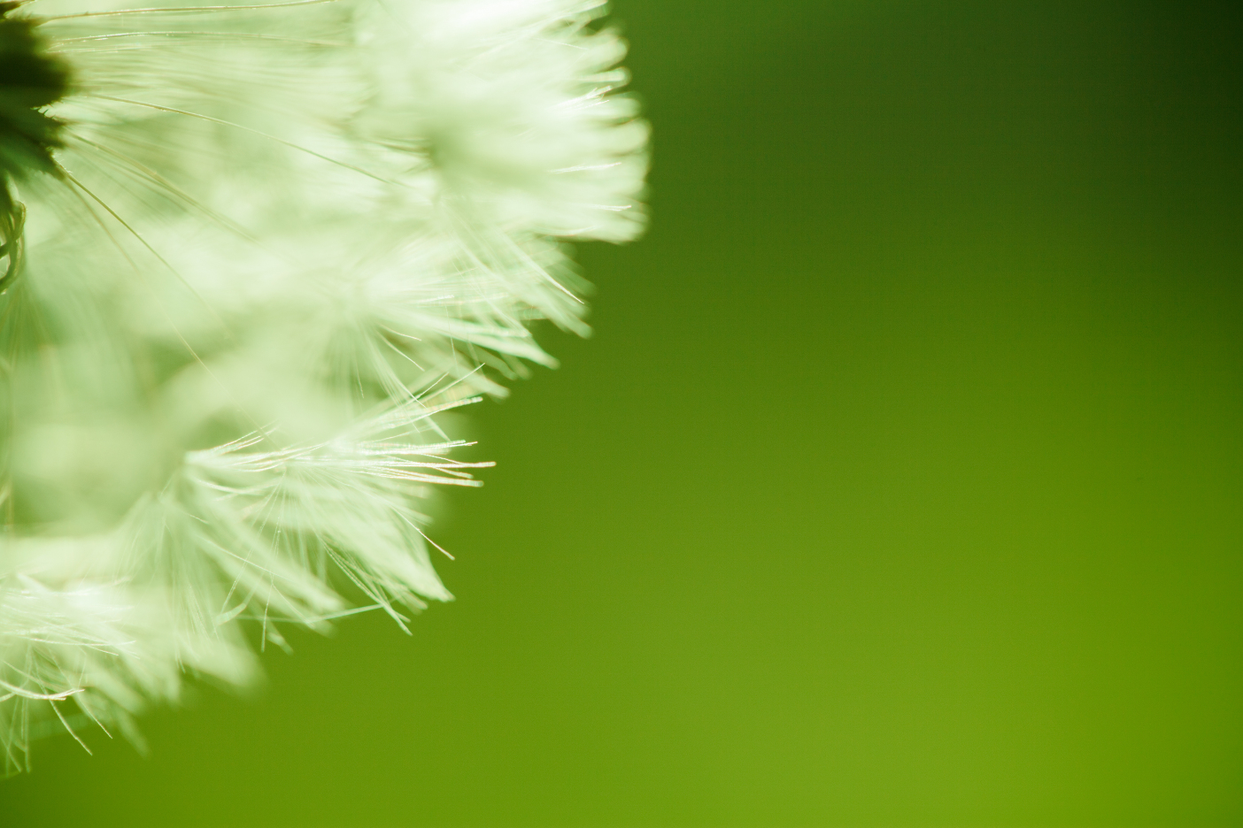 dandelion background