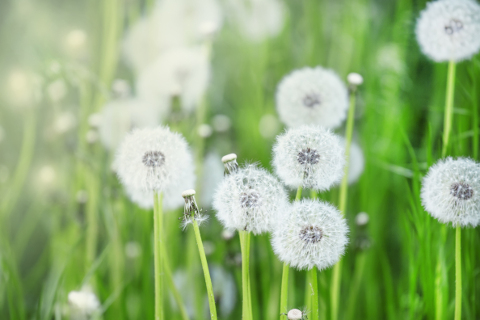 dandelions